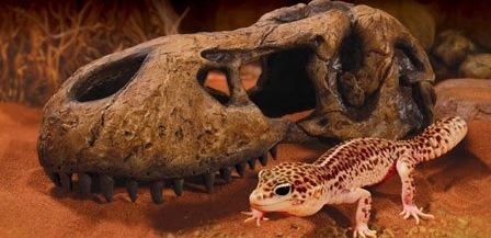 EXO TERRA T-Rex skull (czaszka dinozaura) Exo terra EXO TERRA T-Rex skull (czaszka dinozaura) Exo terra