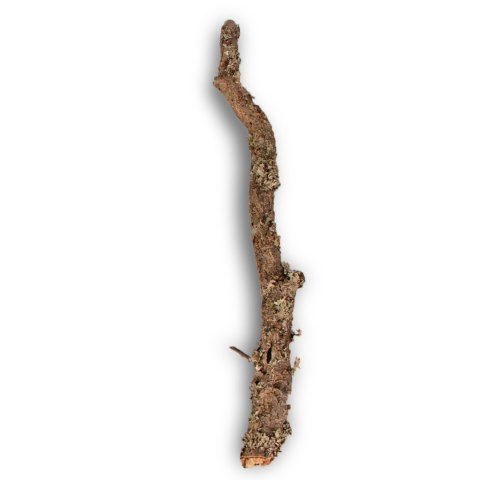 Gałąź z Dębu korkowego 40cm Tropical Forest Gałąź z Dębu korkowego 40cm Tropical Forest