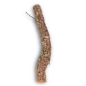 Gałąź z Dębu korkowego 50cm Tropical Forest