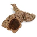 Gałąź z Dębu korkowego 50cm Tropical Forest