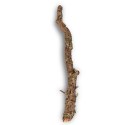 Gałąź z Dębu korkowego 50cm Tropical Forest