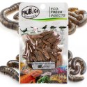 ProBugs Eco-Fresh Black Solider Fly Larvae 15 x 20g - świeże larwy muchy czarnej 15 saszetek ProBugs