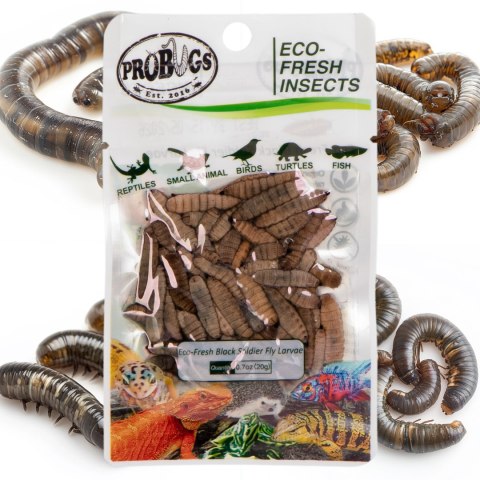 ProBugs Eco-Fresh Black Solider Fly Larvae 20g - świeże larwy muchy czarnej ProBugs ProBugs Eco-Fresh Black Solider Fly Larvae 20g - świeże larwy muchy czarnej ProBugs