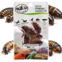 ProBugs Eco-Fresh Dubia Cockroach 15 x 5pcs - świeże karaczany argentyńskie 15 saszetek ProBugs
