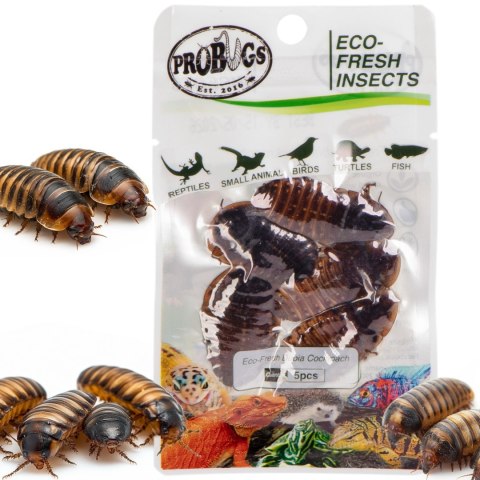 ProBugs Eco-Fresh Dubia Cockroach 5pcs - świeże karaczany argentyńskie ProBugs