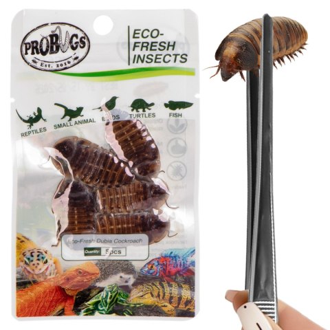 ProBugs Eco-Fresh Dubia Cockroach 5pcs - świeże karaczany argentyńskie ProBugs ProBugs Eco-Fresh Dubia Cockroach 5pcs - świeże karaczany argentyńskie ProBugs