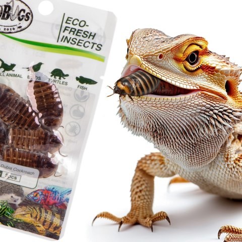 ProBugs Eco-Fresh Dubia Cockroach 5pcs - świeże karaczany argentyńskie ProBugs ProBugs Eco-Fresh Dubia Cockroach 5pcs - świeże karaczany argentyńskie ProBugs