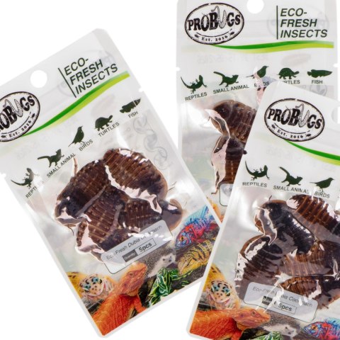 ProBugs Eco-Fresh Dubia Cockroach 5pcs - świeże karaczany argentyńskie ProBugs ProBugs Eco-Fresh Dubia Cockroach 5pcs - świeże karaczany argentyńskie ProBugs