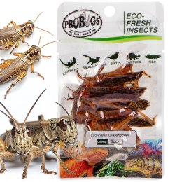 ProBugs Eco-Fresh Grasshopper 8pcs - świeże koniki polne ProBugs