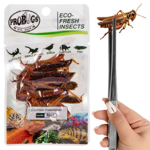 ProBugs Eco-Fresh Grasshopper 8pcs - świeże koniki polne ProBugs ProBugs Eco-Fresh Grasshopper 8pcs - świeże koniki polne ProBugs