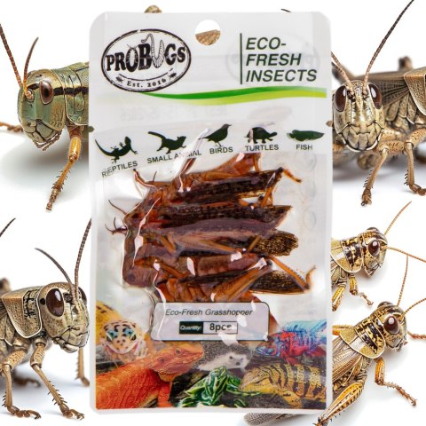 ProBugs Eco-Fresh Grasshopper 8pcs - świeże koniki polne ProBugs ProBugs Eco-Fresh Grasshopper 8pcs - świeże koniki polne ProBugs