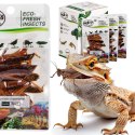 ProBugs Eco-Fresh Grasshopper 8pcs - świeże koniki polne ProBugs