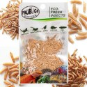 ProBugs Eco-Fresh Riceworm 15g - świeże larwy muchy ProBugs