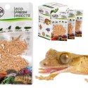 ProBugs Eco-Fresh Riceworm 15g - świeże larwy muchy ProBugs