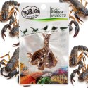 ProBugs Eco-Fresh Scorpion 15 x 3pcs - świeże skorpiony 15 saszetek ProBugs