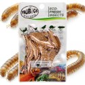ProBugs Eco-Fresh Superworm 15 x 20g - świeże larwy drewnojada 15 saszetek ProBugs