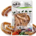 ProBugs Eco-Fresh Superworm 20g - świeże larwy drewnojada ProBugs