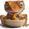 ProBugs InsecXFruits 80g - kompletna dieta pokarm i witaminy w żelu dla gadów ProBugs