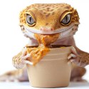 ProBugs InsecXFruits 80g - kompletna dieta pokarm i witaminy w żelu dla gadów ProBugs