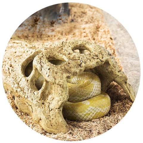 Repti-Zoo Crocodile Skull S - czaszka krokodyla Repti-Zoo Repti-Zoo Crocodile Skull S - czaszka krokodyla Repti-Zoo