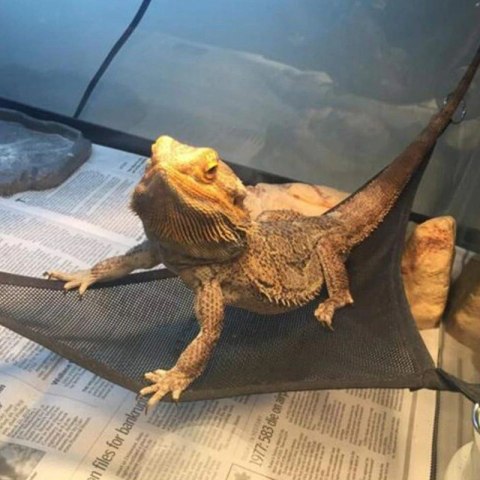Repti-Zoo Hammock M - hamak dla gadów Repti-Zoo Repti-Zoo Hammock M - hamak dla gadów Repti-Zoo