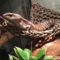 Repti-Zoo Seaweed Hammock XL - hamak dla gadów Repti-Zoo