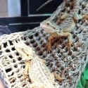 Repti-Zoo Seaweed Hammock XL - hamak dla gadów Repti-Zoo