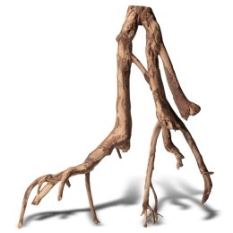 Rhizophora mangle 