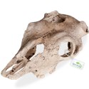 Terrario Buffalo Skull - czaszka bizona do terrarium 21x12x8 cm Terrario