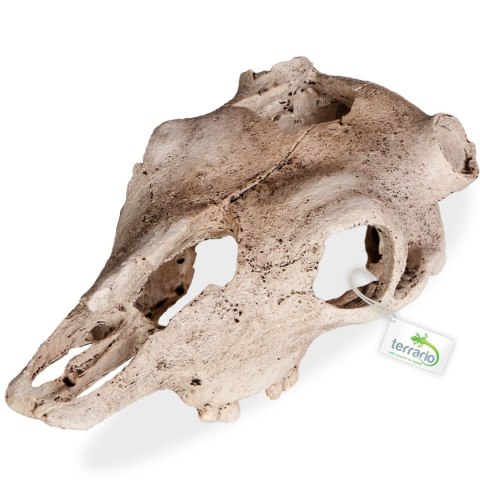 Terrario Buffalo Skull - czaszka bizona do terrarium 21x12x8 cm Terrario Terrario Buffalo Skull - czaszka bizona do terrarium 21x12x8 cm Terrario
