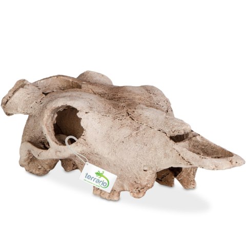 Terrario Buffalo Skull - czaszka bizona do terrarium 21x12x8 cm Terrario Terrario Buffalo Skull - czaszka bizona do terrarium 21x12x8 cm Terrario