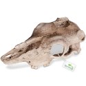 Terrario Buffalo Skull - czaszka bizona do terrarium 21x12x8 cm Terrario