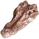 Terrario Crocodile Skull - czaszka krokodyla do terrarium 30x14x9 cm Terrario