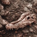 Terrario Crocodile Skull - czaszka krokodyla do terrarium 30x14x9 cm Terrario