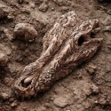 Terrario Crocodile Skull - czaszka krokodyla do terrarium 30x14x9 cm Terrario