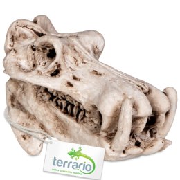 Terrario Hippo Skull - czaszka hipopotama do terrarium 5x3x3 cm Terrario