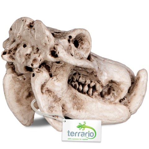 Terrario Hippo Skull - czaszka hipopotama do terrarium 5x3x3 cm Terrario Terrario Hippo Skull - czaszka hipopotama do terrarium 5x3x3 cm Terrario