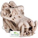 Terrario Hippo Skull - czaszka hipopotama do terrarium 5x3x3 cm Terrario