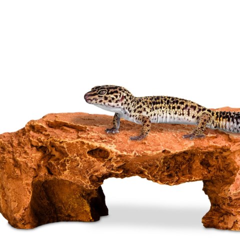 Terrario Mountain Shelf M - kryjówka do terrarium 22x17x8,5cm Terrario Terrario Mountain Shelf M - kryjówka do terrarium 22x17x8,5cm Terrario