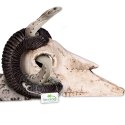 Terrario Ram Skull - czaszka barana do terrarium 19x16x11 cm Terrario
