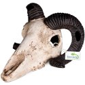 Terrario Ram Skull - czaszka barana do terrarium 19x16x11 cm Terrario