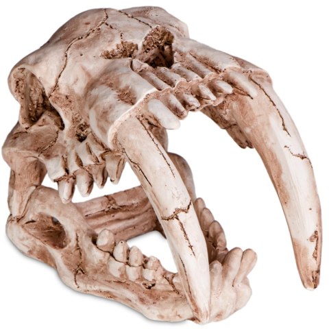 Terrario Sabertooth Skull - czaszka tygrysa do terrarium 13x8,5x11 cm Terrario Terrario Sabertooth Skull - czaszka tygrysa do terrarium 13x8,5x11 cm Terrario