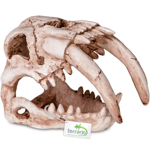 Terrario Sabertooth Skull - czaszka tygrysa do terrarium 13x8,5x11 cm Terrario Terrario Sabertooth Skull - czaszka tygrysa do terrarium 13x8,5x11 cm Terrario