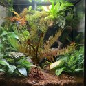 Terrario - Sztuczna roślina do terrarium - Paproć 40x14x41 cm Terrario