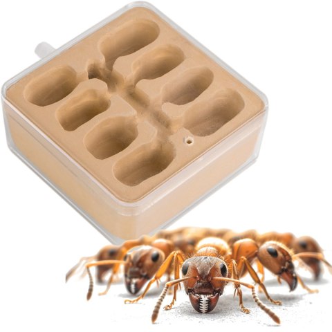Ant Expert New World - dodatkowa część gniazdowa Ant Expert Ant Expert New World - dodatkowa część gniazdowa Ant Expert