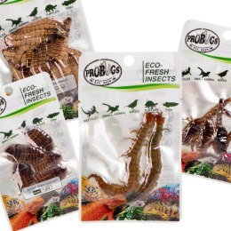 Probugs Big Reptiles Set - zestaw robaków dla dużych gadów ProBugs