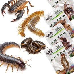 Probugs Big Reptiles Set - zestaw robaków dla dużych gadów ProBugs