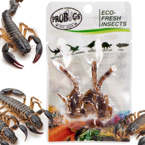 Probugs Big Reptiles Set - zestaw robaków dla dużych gadów ProBugs Probugs Big Reptiles Set - zestaw robaków dla dużych gadów ProBugs