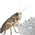 Terrario Beastie Drink Jelly 600g - bezpieczna woda w żelu dla owadów Terrario