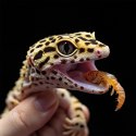 Terrario Repti Bites Gammarus 500ml - kiełż zdrojowy suszony Terrario